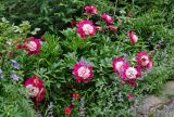 Paeonia lactiflora. Цветущие растения (культивар). Алтай, Чемальский р-н, с. Элекмонар, в культуре. 06.07.2021.