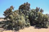 Casuarina equisetifolia