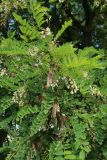 Robinia pseudoacacia. Ветвь с соцветиями и прошлогодними соплодиями. Беларусь, г. Витебск, площадь Тысячелетия Витебска, в озеленении. 17.06.2023.