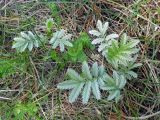 Potentilla anserina