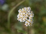 Achillea apiculata. Соцветие. Мурманская обл., п-ов Средний, устье р. Выкат, береговой склон, разнотравный луг. 12.07.2023.