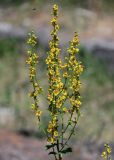 Verbascum marschallianum. Соцветие. Армения, обл. Арагацотн, с. Ахцк, ≈ 1000 м н.у.м., сухой склон, у развалин каменной стены. 20.06.2022.