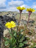 Tephroseris atropurpurea. Верхушка побега с соцветием. Коми, Интинский р-н, Приполярный Урал, хр. Малдынырд, водораздел руч. Алькесвож и р. Балбанью, горная тундра. 03.07.2010.