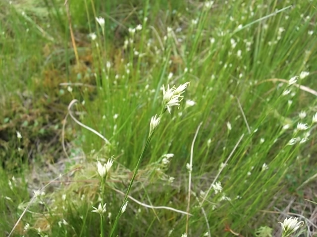 Изображение особи Rhynchospora alba.