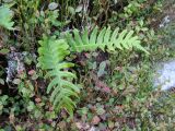 род Polypodium