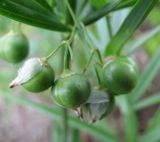 Polygonatum sibiricum