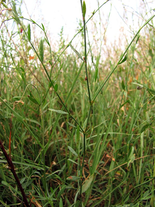 Изображение особи Polygonum patulum.