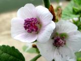 Althaea officinalis. Цветки. Астраханская обл., Камызякский р-н, водоём у с. Лебяжье. 17.08.2011.