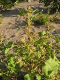 Xanthium orientale