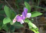 Lathyrus laxiflorus. Побег с цветками. Черноморское побережье Кавказа, щель Прасковеевская, поляна в сосновом бору на гребне приморского склона. 09.06.2012.