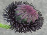 Papaver bracteatum