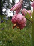 Lilium pilosiusculum