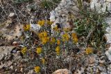 Galatella villosa. Цветущее растение. Крым, Караньское плато. 22 ноября 2012 г.