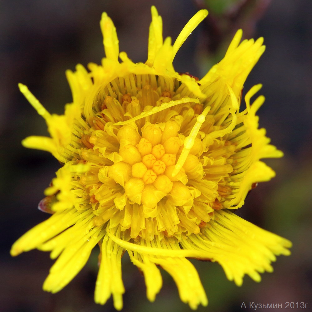 Изображение особи Tussilago farfara.