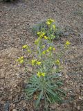 Erysimum czernjajevii