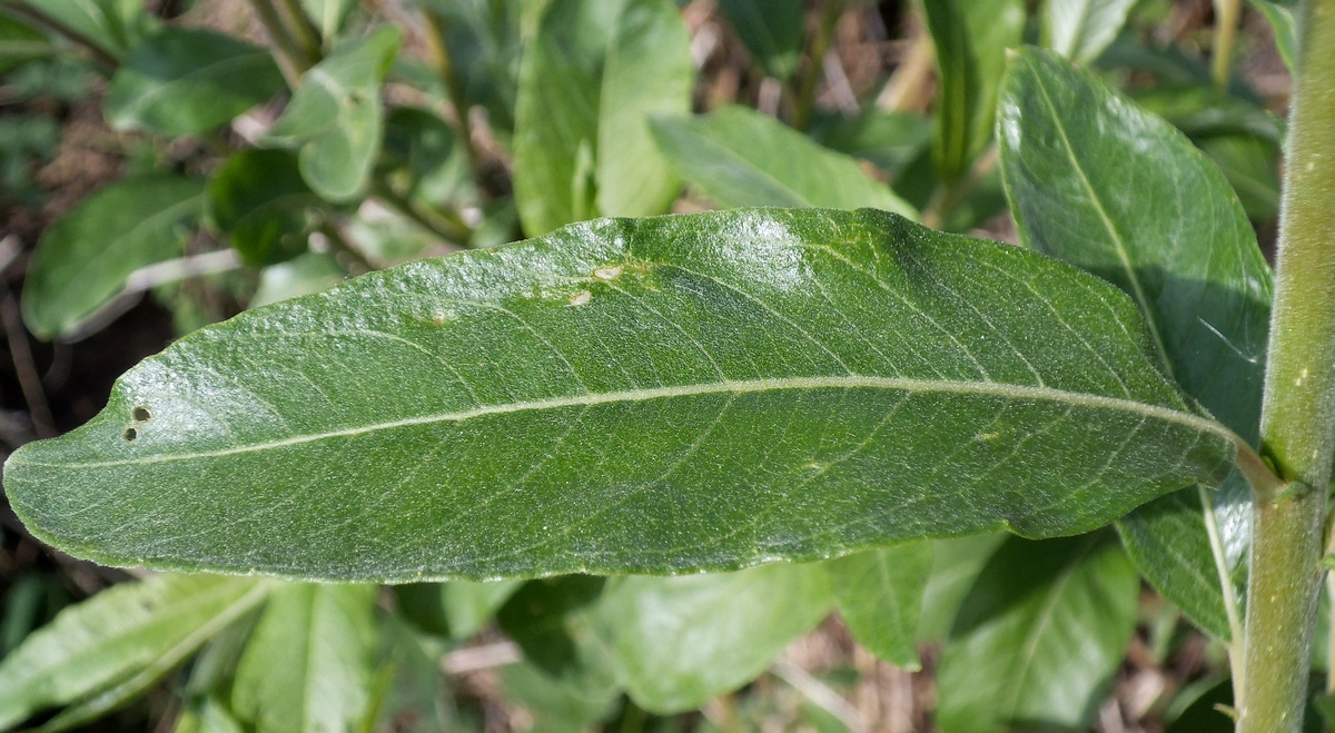 Image of Salix &times; smithiana specimen.