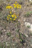 Senecio jacobaea