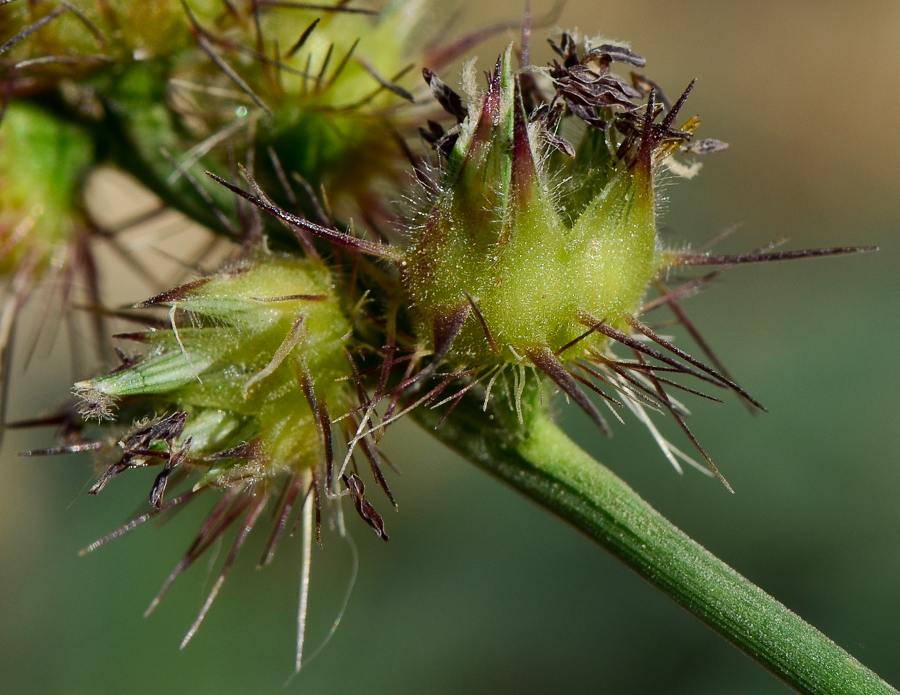 Изображение особи Cenchrus echinatus.