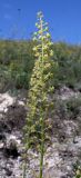 Reseda lutea