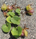 Calystegia soldanella. Плодоносящее растение. Абхазия, пос. Цандрипш, песчаный берег моря. 14.06.2013.