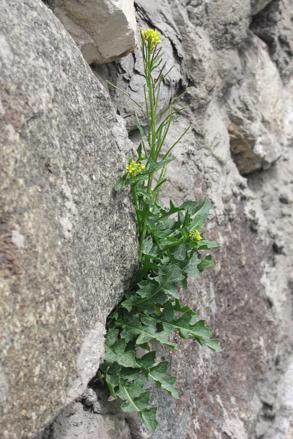 Изображение особи Sisymbrium confertum.