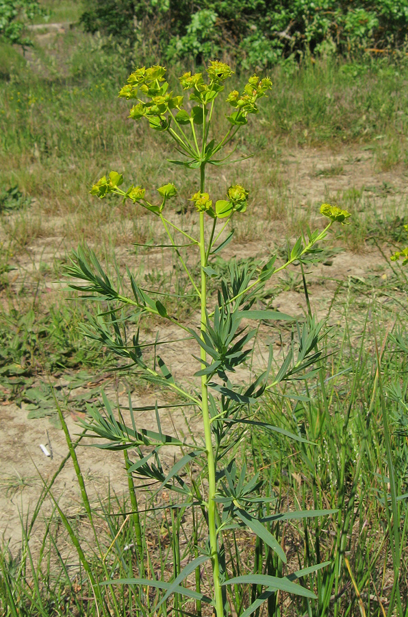 Изображение особи Euphorbia virgata.