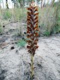 Orobanche coerulescens. Отцветающее растение. Алтайский край, Волчихинский р-н, окр. с. Волчиха, сосновый лес, обочина дороги. 05.07.2014.