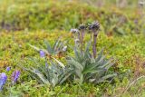 Saussurea alpina. Расцветающее растение с прошлогодними генеративными побегами. Мурманская обл., п-ов Средний, м. Волоковый, приморская вороничная тундра. 27.07.2014.