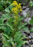 Solidago подвид dahurica