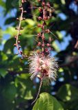 Barringtonia racemosa. Верхушка соцветия. Андаманские острова, остров Нил, в поселке. 04.01.2015.