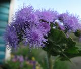 Ageratum houstonianum. Верхушка цветущего растения. Иркутская обл., г. Бодайбо, в культуре. 23.07.2008.