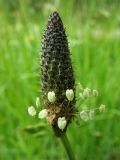 Plantago lanceolata. Соцветие. Нидерланды, провинция Гронинген, Харен, придорожный газон. 21.05.2006.