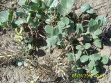Astragalus candolleanus