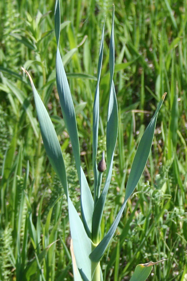 Изображение особи Allium obliquum.