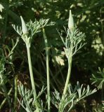 Eschscholzia californica