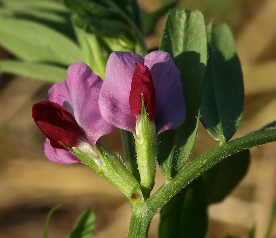 Изображение особи Vicia sativa.