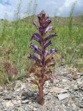 Orobanche amoena форма colossea. Цветущее растение. Казахстан, Сев. Тянь-Шань, плато Сюгаты, переходящее в южные подножья гор Богуты. 24 мая 2016 г.