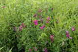 Lathyrus tuberosus