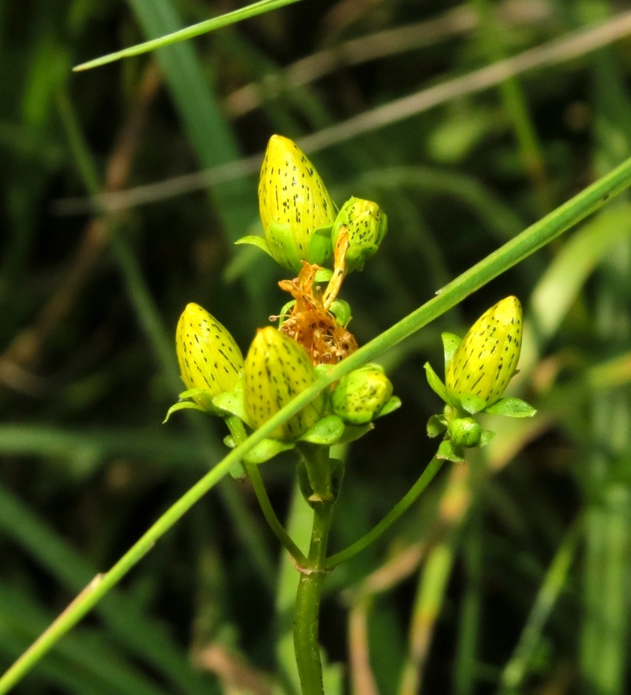 Image of Hypericum maculatum specimen.