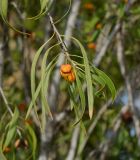 Pittosporum phillyraeoides