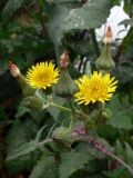 Sonchus oleraceus. Верхушка побега с распустившимися, нераспустившимися и отцветшими соцветиями. Приморский край, о. Русский, песчано-галечный берег мыса Поспелова. 01.08.2016.