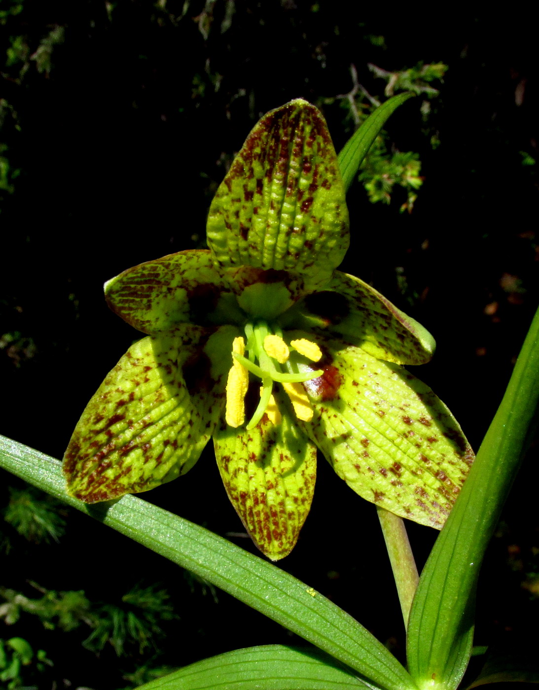 Изображение особи Fritillaria sajanensis.