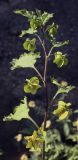 Nicandra physalodes