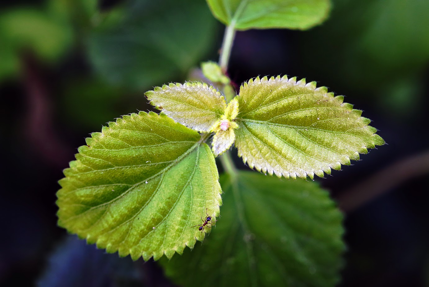 Изображение особи Acalypha herzogiana.