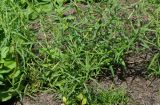 Achillea cartilaginea