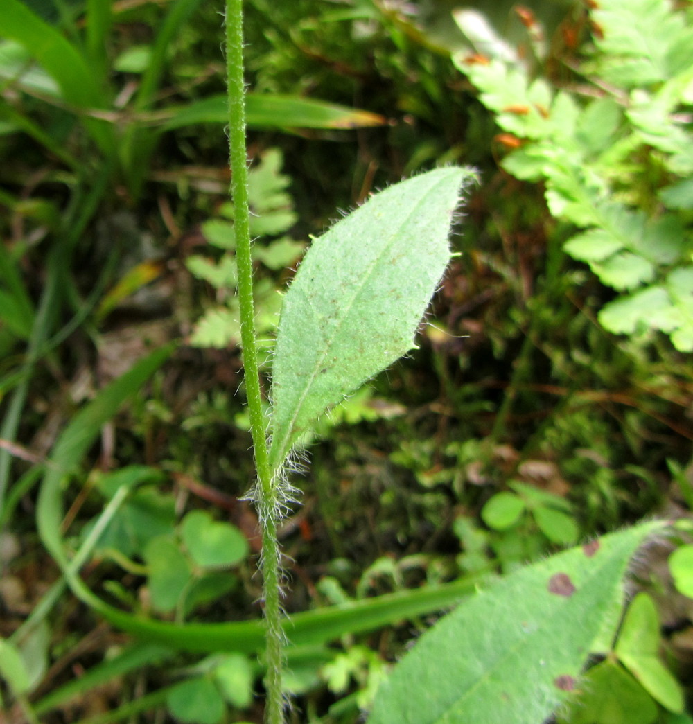 Изображение особи Hieracium silenii.