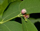 Symphoricarpos albus var. laevigatus