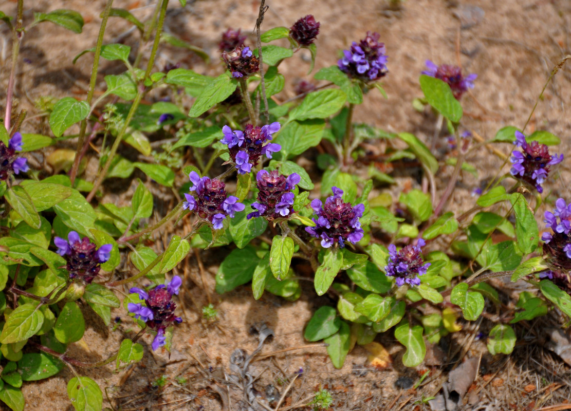 Изображение особи Prunella vulgaris.