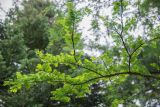 Metasequoia glyptostroboides. Ветвь. Санкт-Петербург, ботанический сад БИН РАН им. В. Л. Комарова. 16.08.2018.