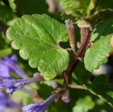 Glechoma hederacea. Часть стебля с листом и нераскрывшимся бутоном. Восточный Казахстан, г. Усть-Каменогорск, правый берег р. Иртыш, обочина грунтовой дороги. 16.05.2018.